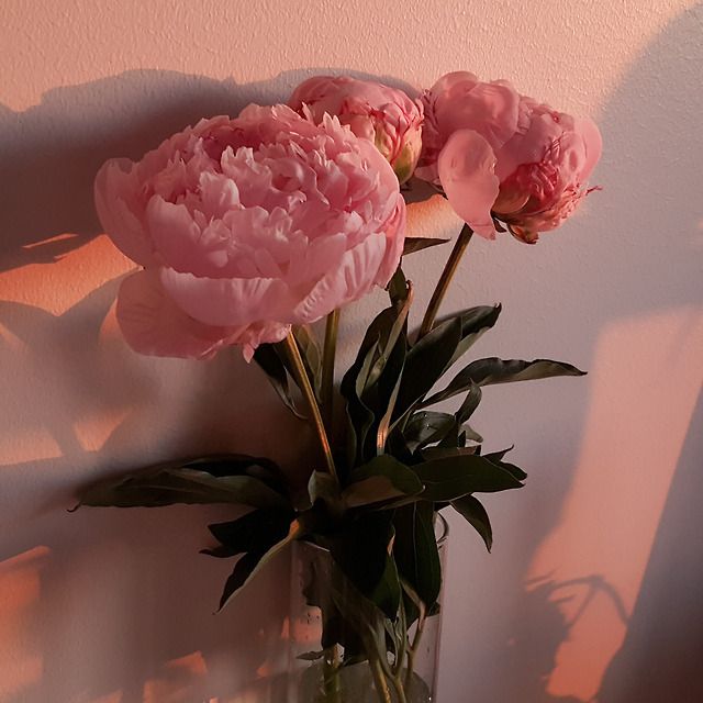 Peony